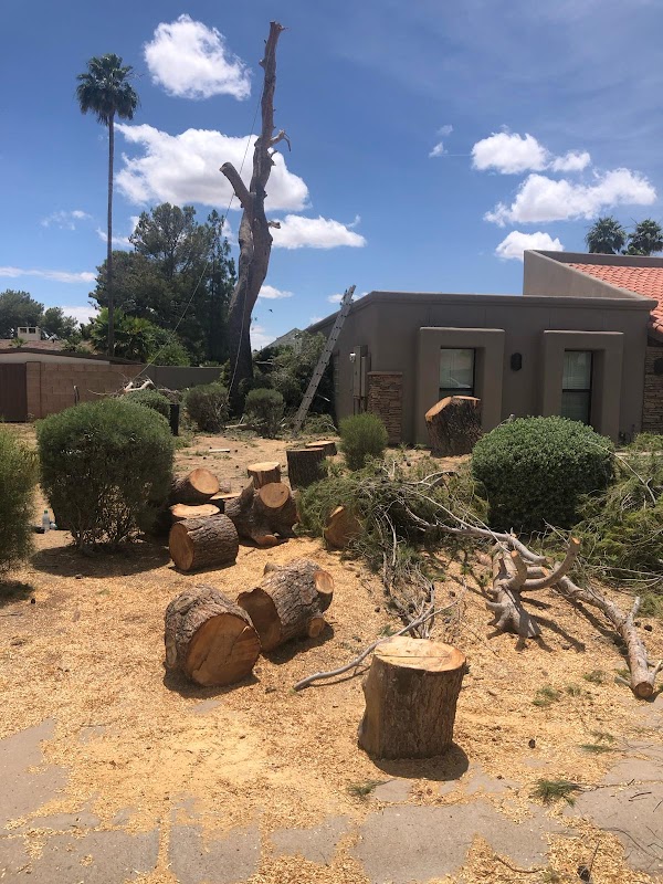 Tempe Tree Removal and Landscaping