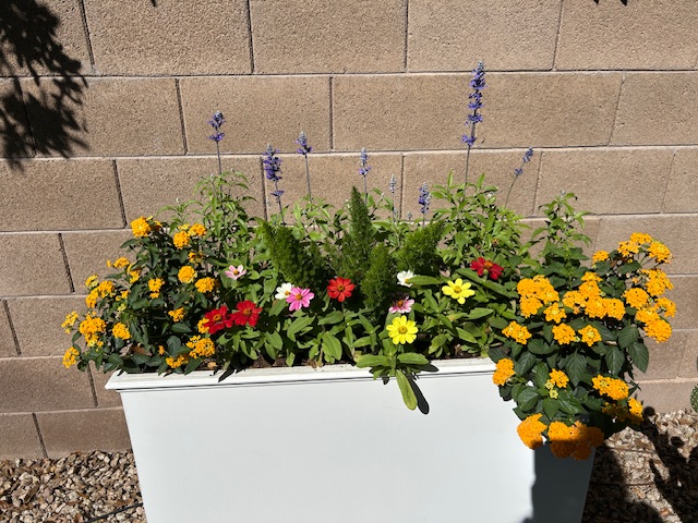 WOW Windowboxes Scottsdale Tempe
