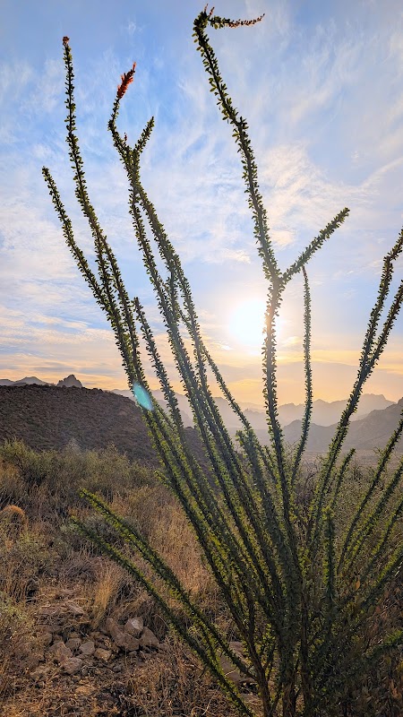 Ocotillo Landscapes