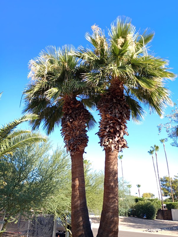 Abraham Landscaping