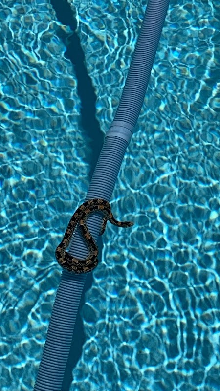Pristine Pool Service